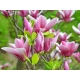 Magnolia GEORGE HENRY KERN liliowa